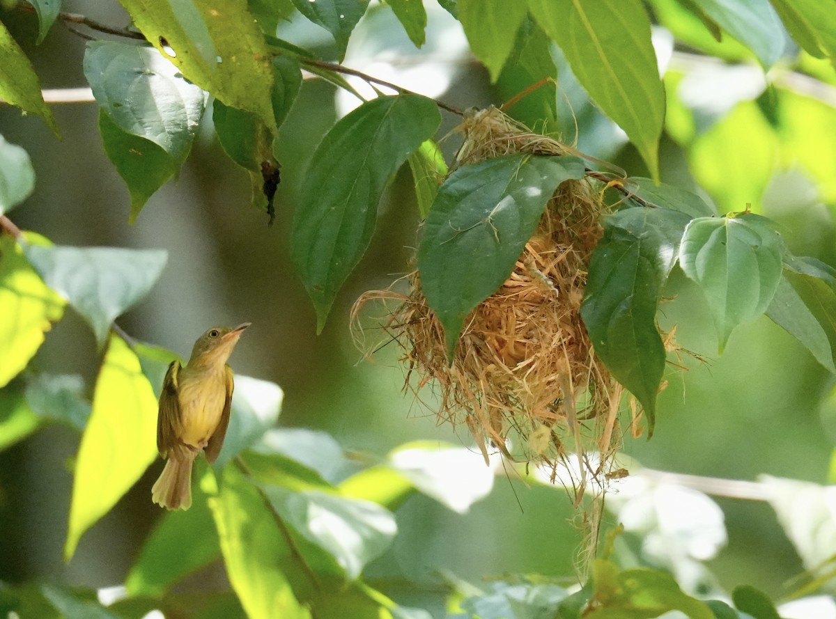 Double-banded Pygmy-Tyrant - ML623938859