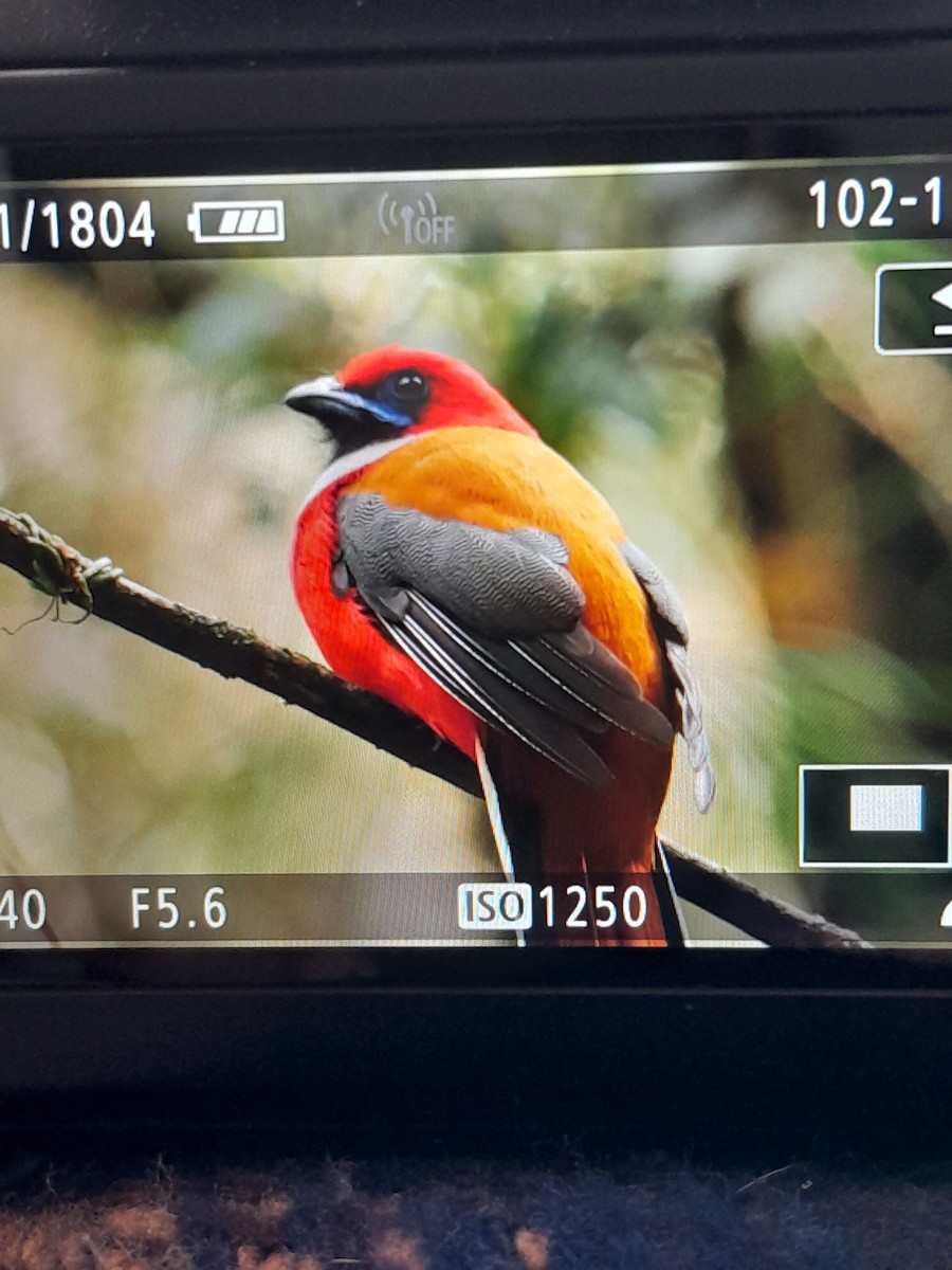 Whitehead's Trogon - ML623938890