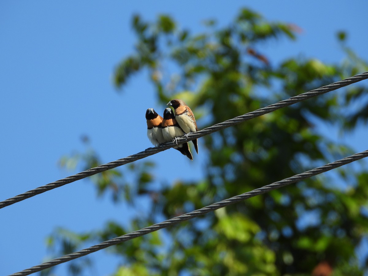 Chestnut-breasted Munia - ML623938891