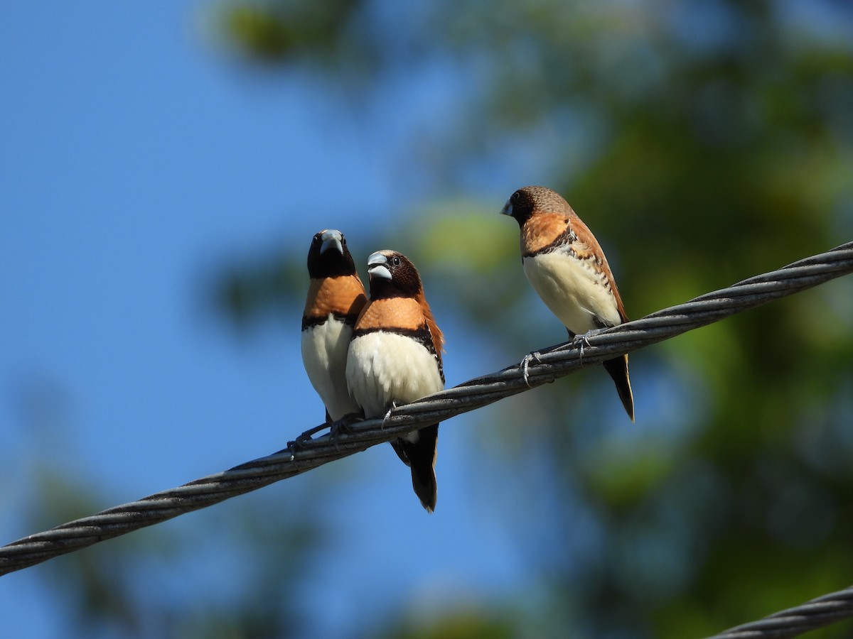 Chestnut-breasted Munia - ML623938892