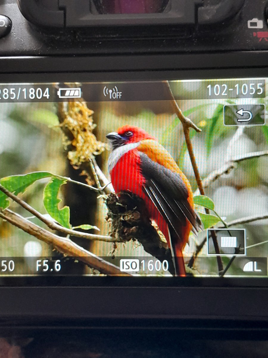 Whitehead's Trogon - ML623938896