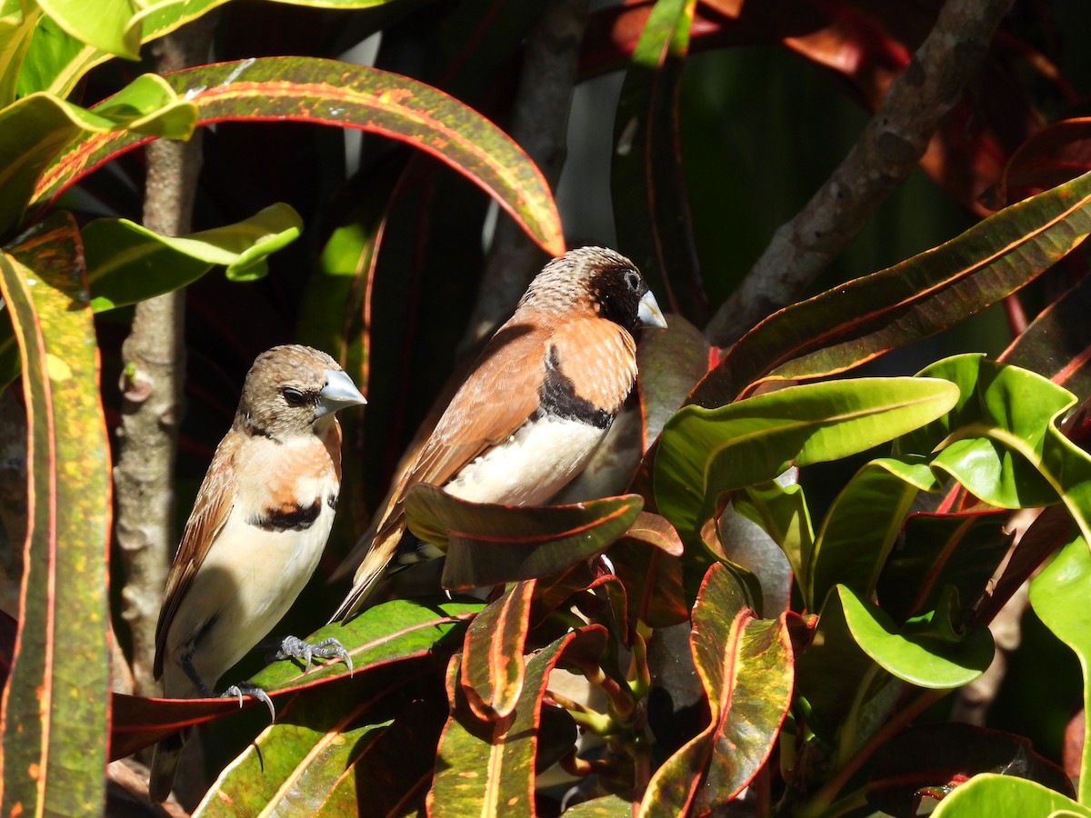 Chestnut-breasted Munia - ML623938897