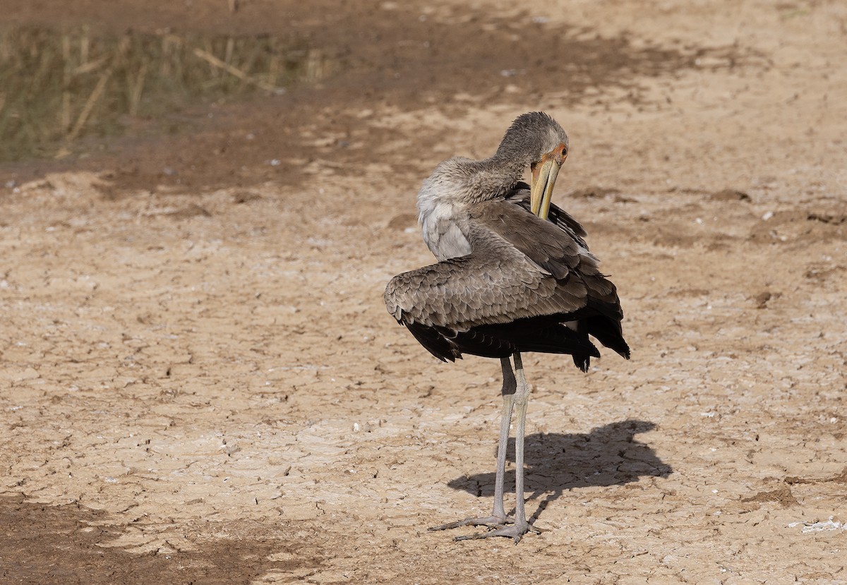 Yellow-billed Stork - ML623938903