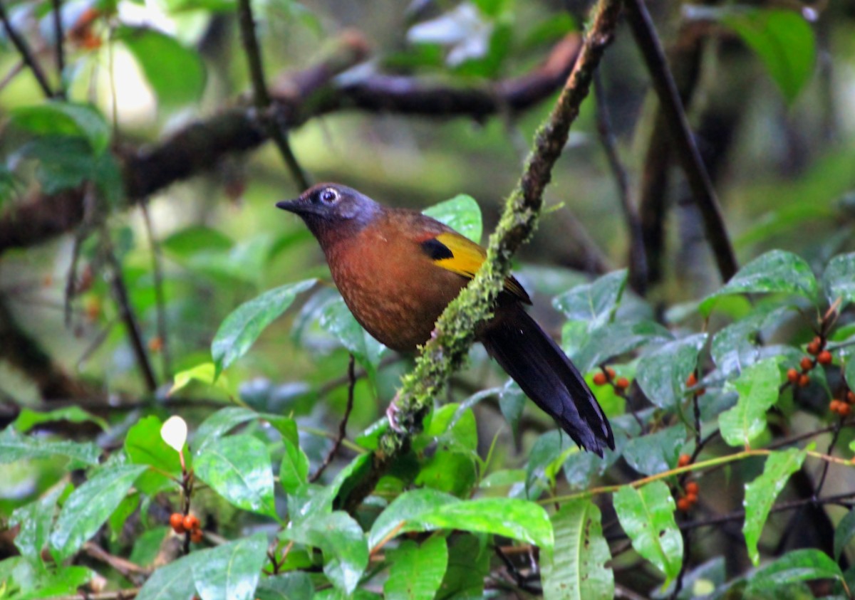 Malayan Laughingthrush - ML623938909