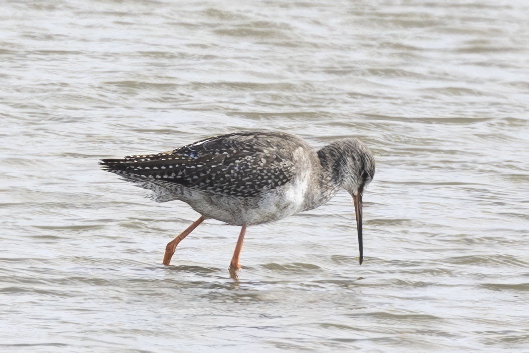 Spotted Redshank - ML623938913