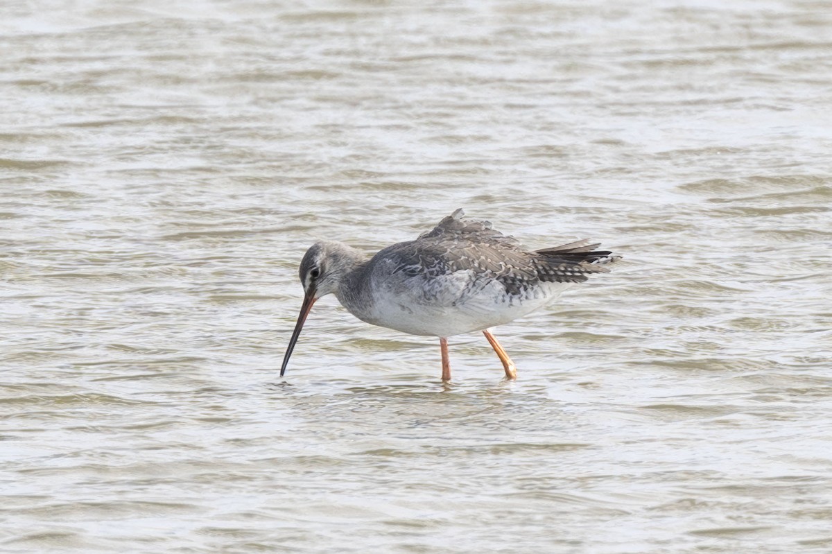 Spotted Redshank - ML623938914