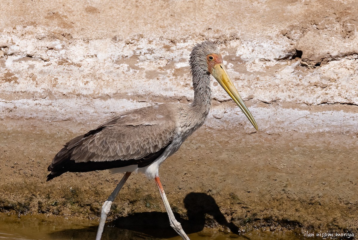 Yellow-billed Stork - ML623938922