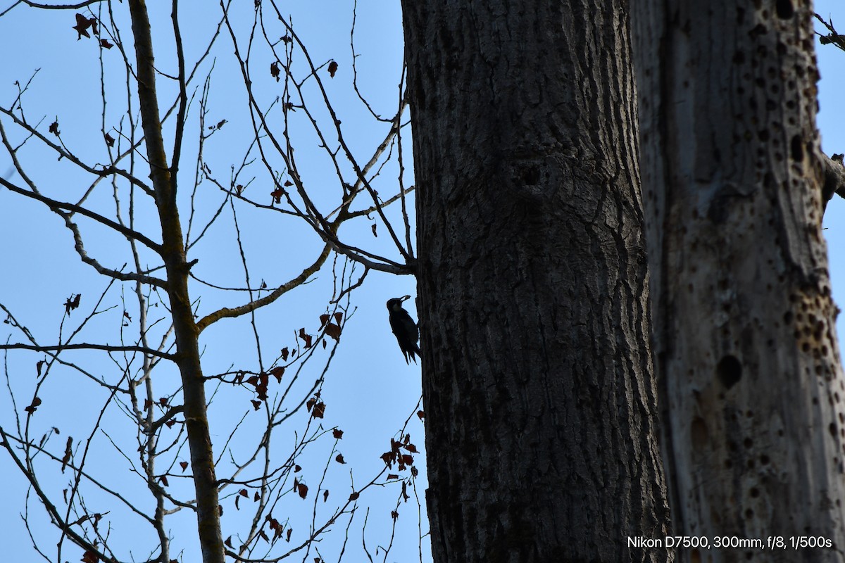 Acorn Woodpecker - ML623938931