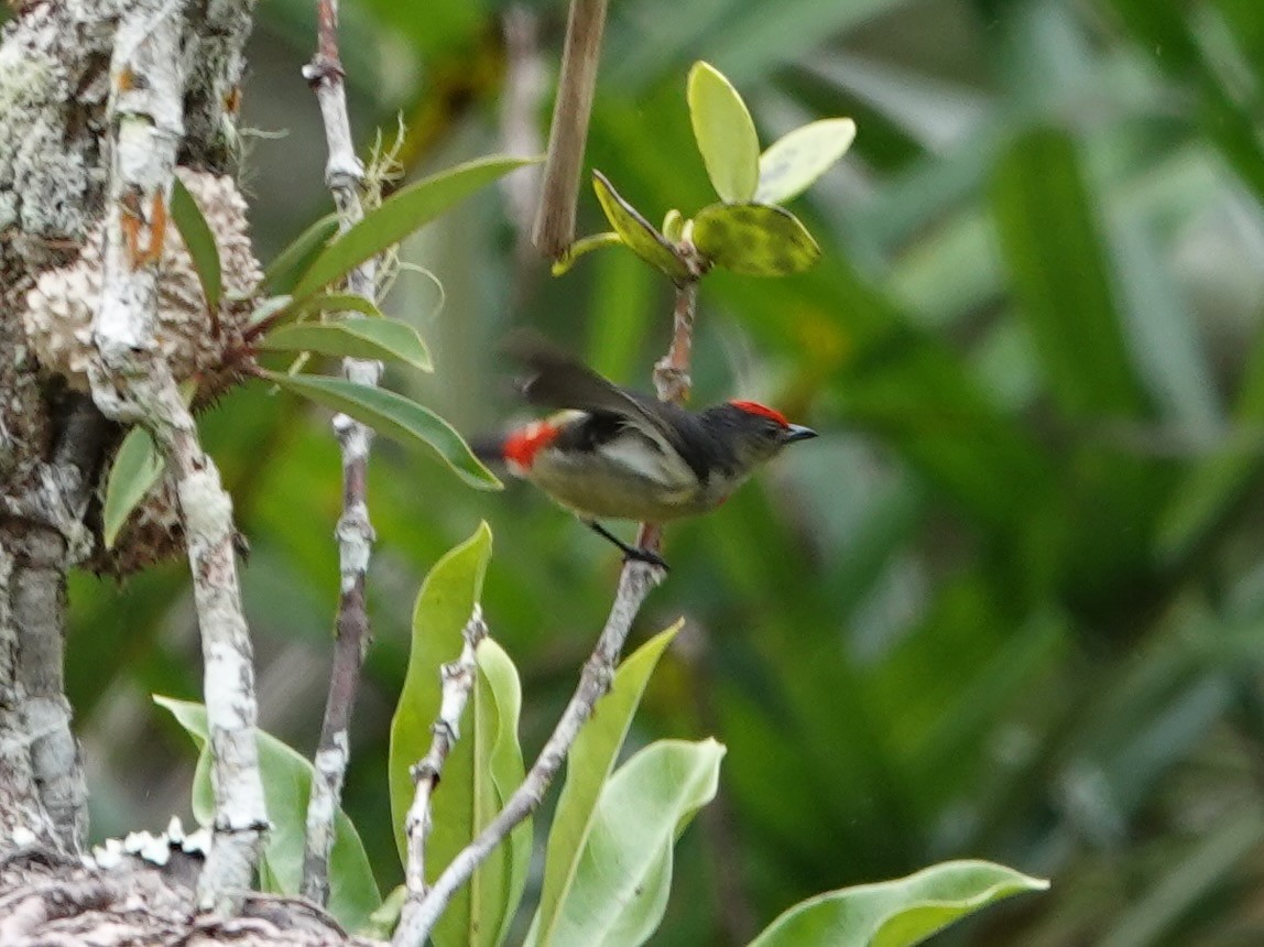 Red-capped Flowerpecker - ML623938948