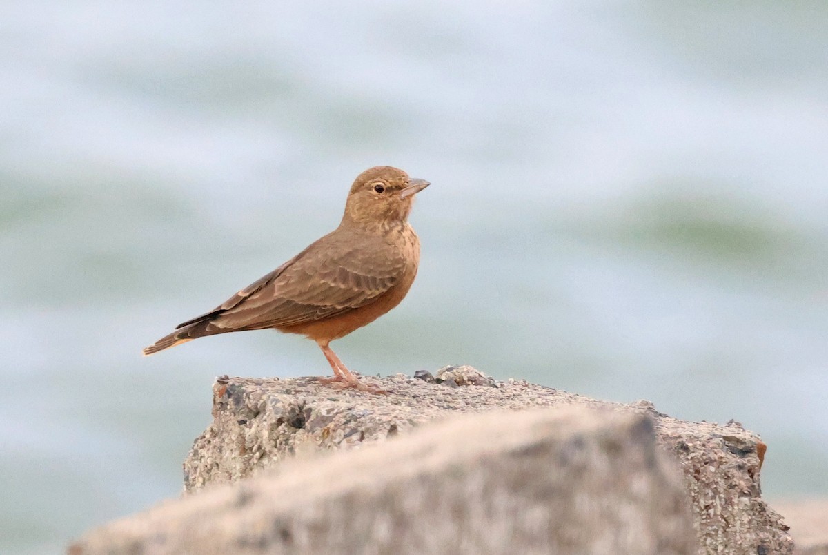 Rufous-tailed Lark - ML623938950