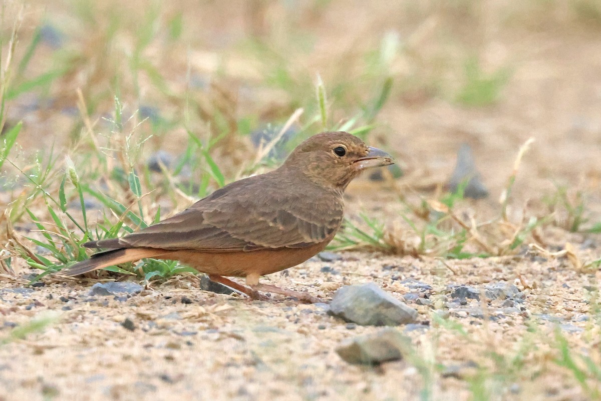 Rufous-tailed Lark - ML623938951