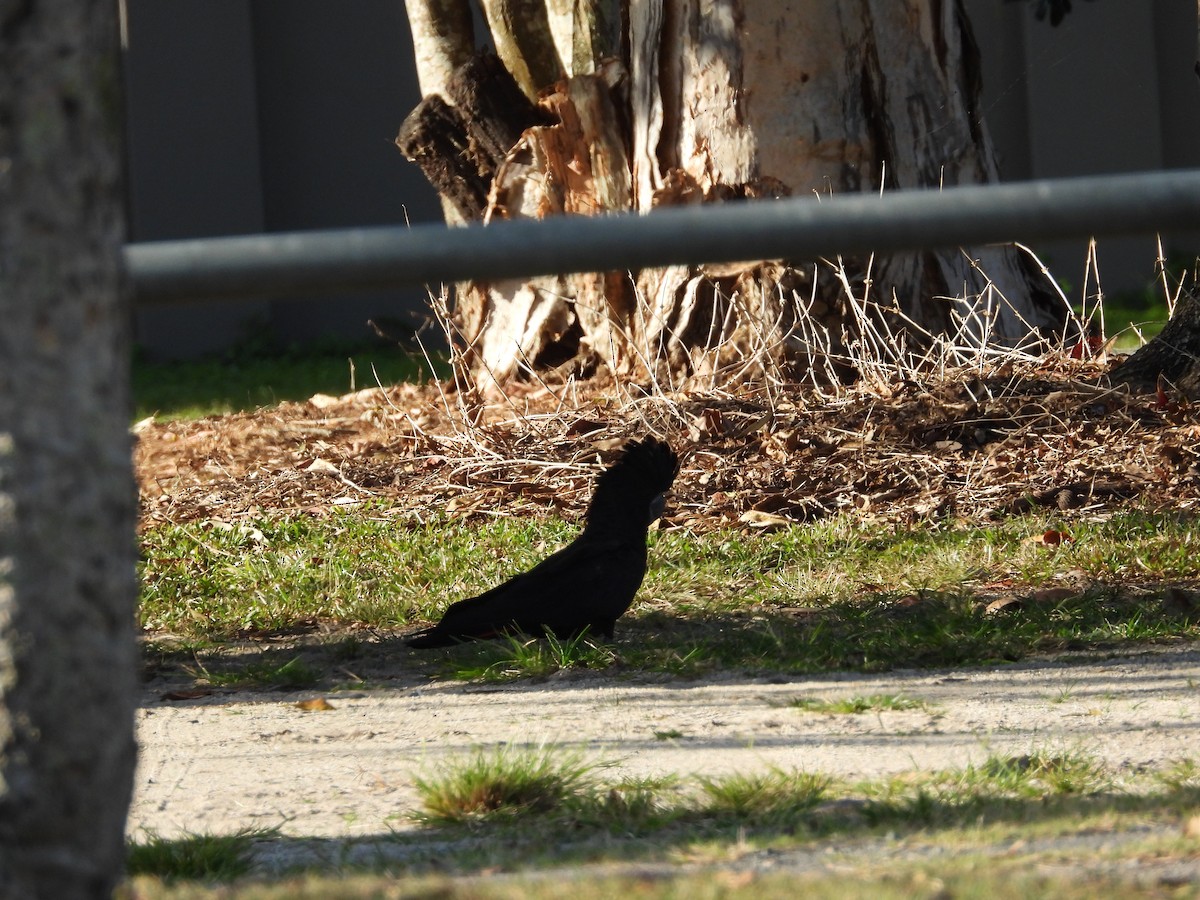 Red-tailed Black-Cockatoo - ML623938952