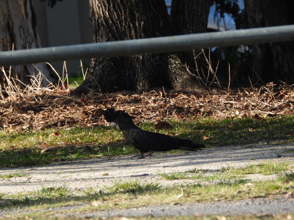 Red-tailed Black-Cockatoo - ML623938953