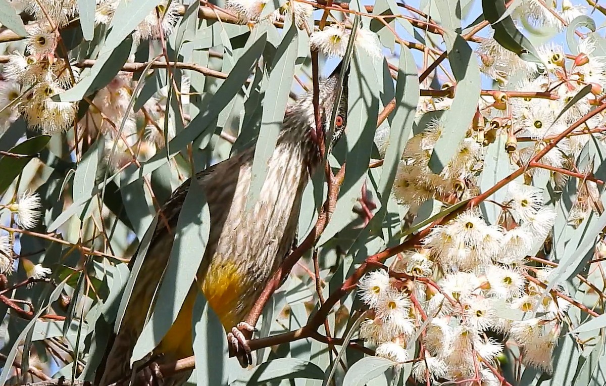 Red Wattlebird - ML623938954