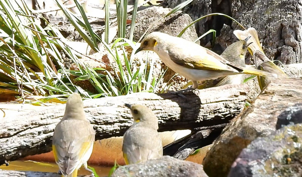 Fuscous Honeyeater - ML623938958