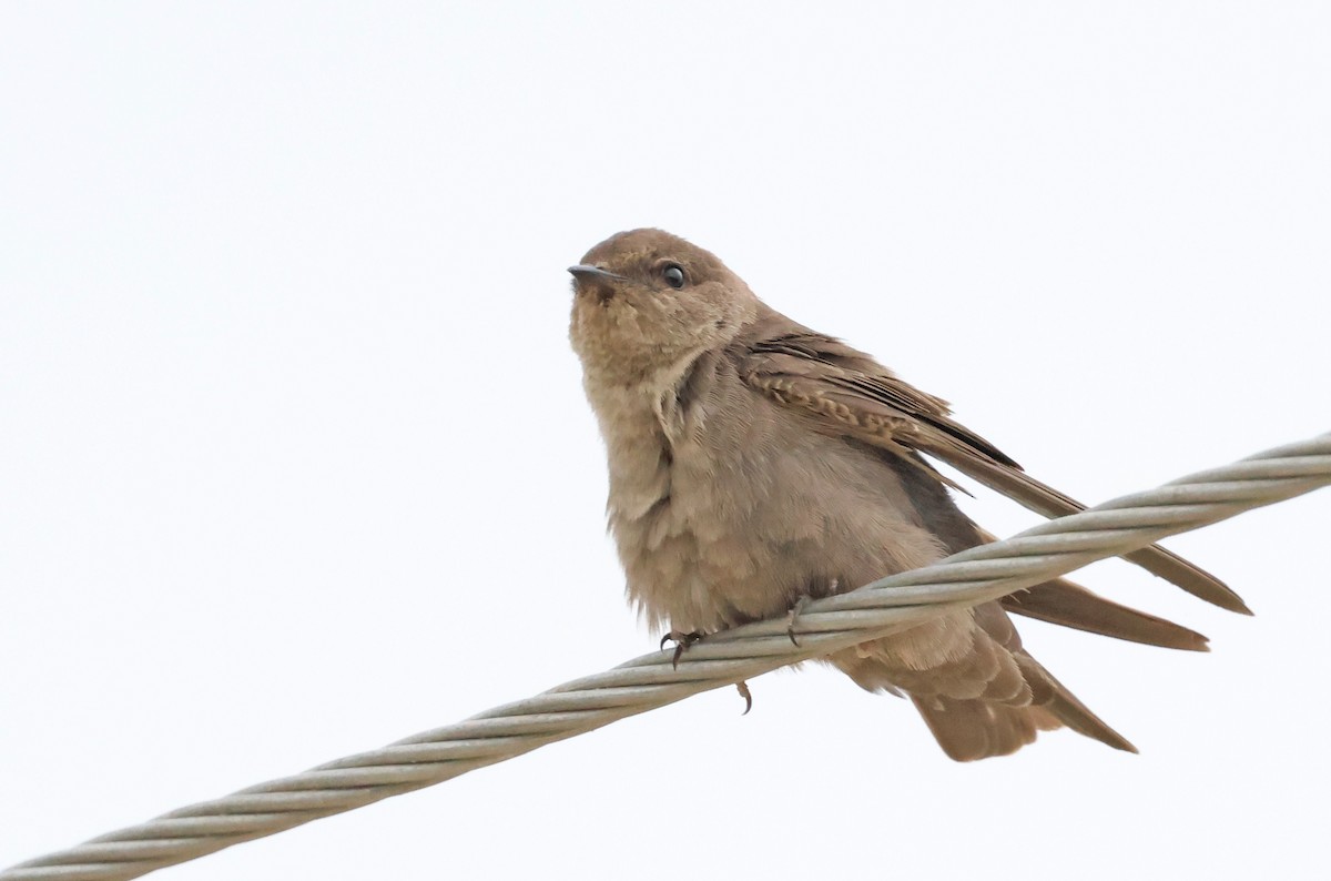 Dusky Crag-Martin - ML623938966