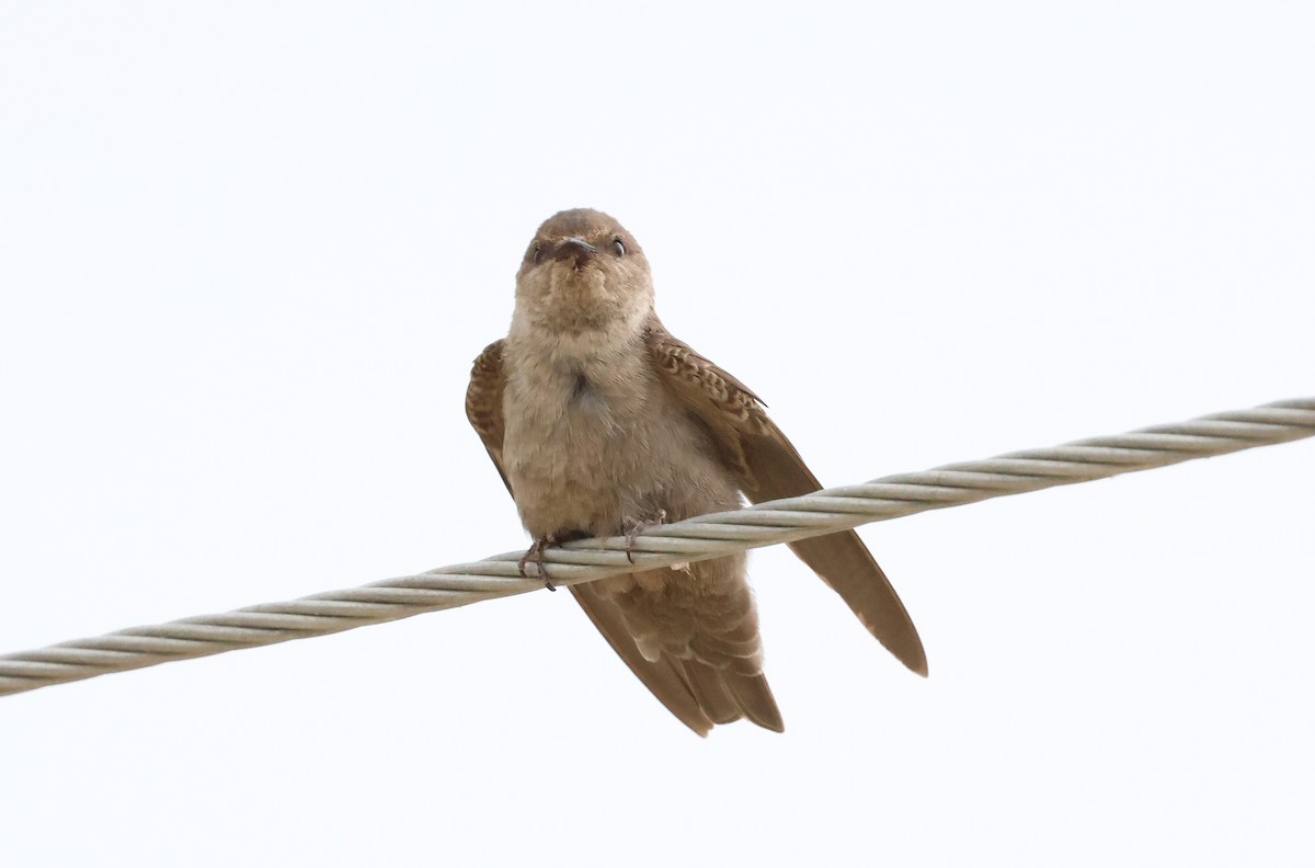 Dusky Crag-Martin - ML623938967