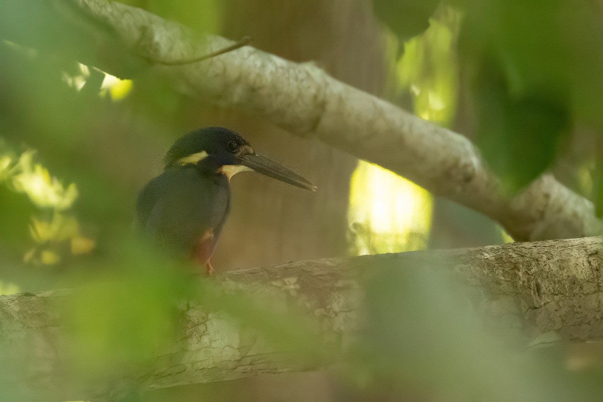 Azure Kingfisher - ML623938977