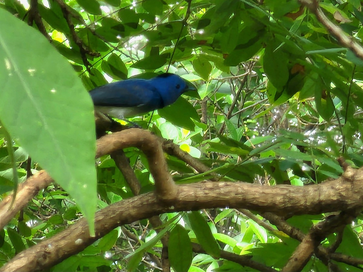 Black-naped Monarch - ML623939005