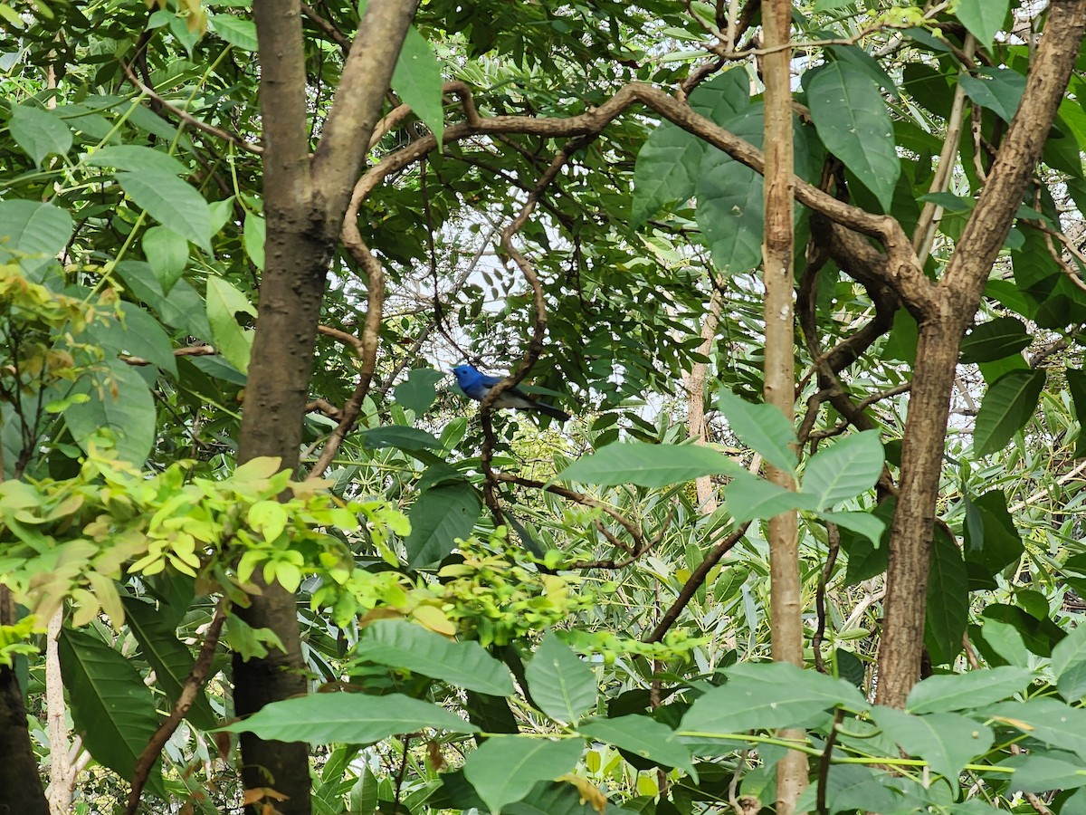 Black-naped Monarch - ML623939007