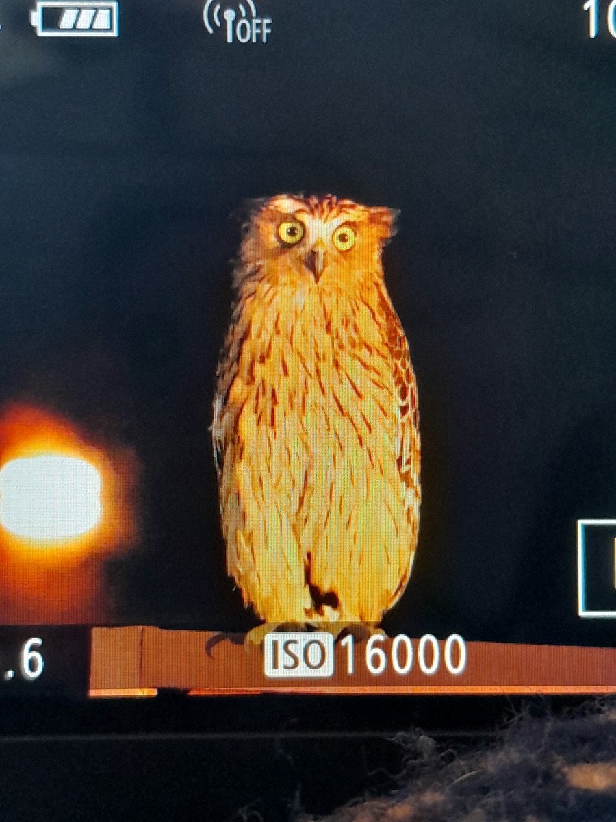 Buffy Fish-Owl - ML623939025