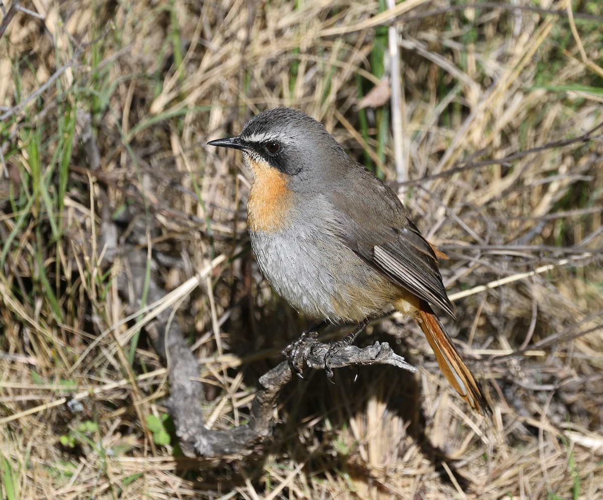 Cape Robin-Chat - ML623939027