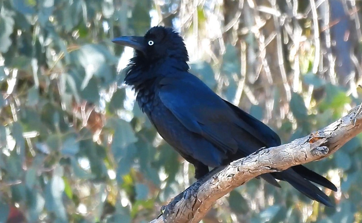 Australian Raven - ML623939059