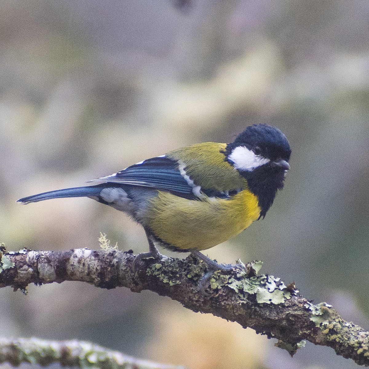 Green-backed Tit - ML623939060