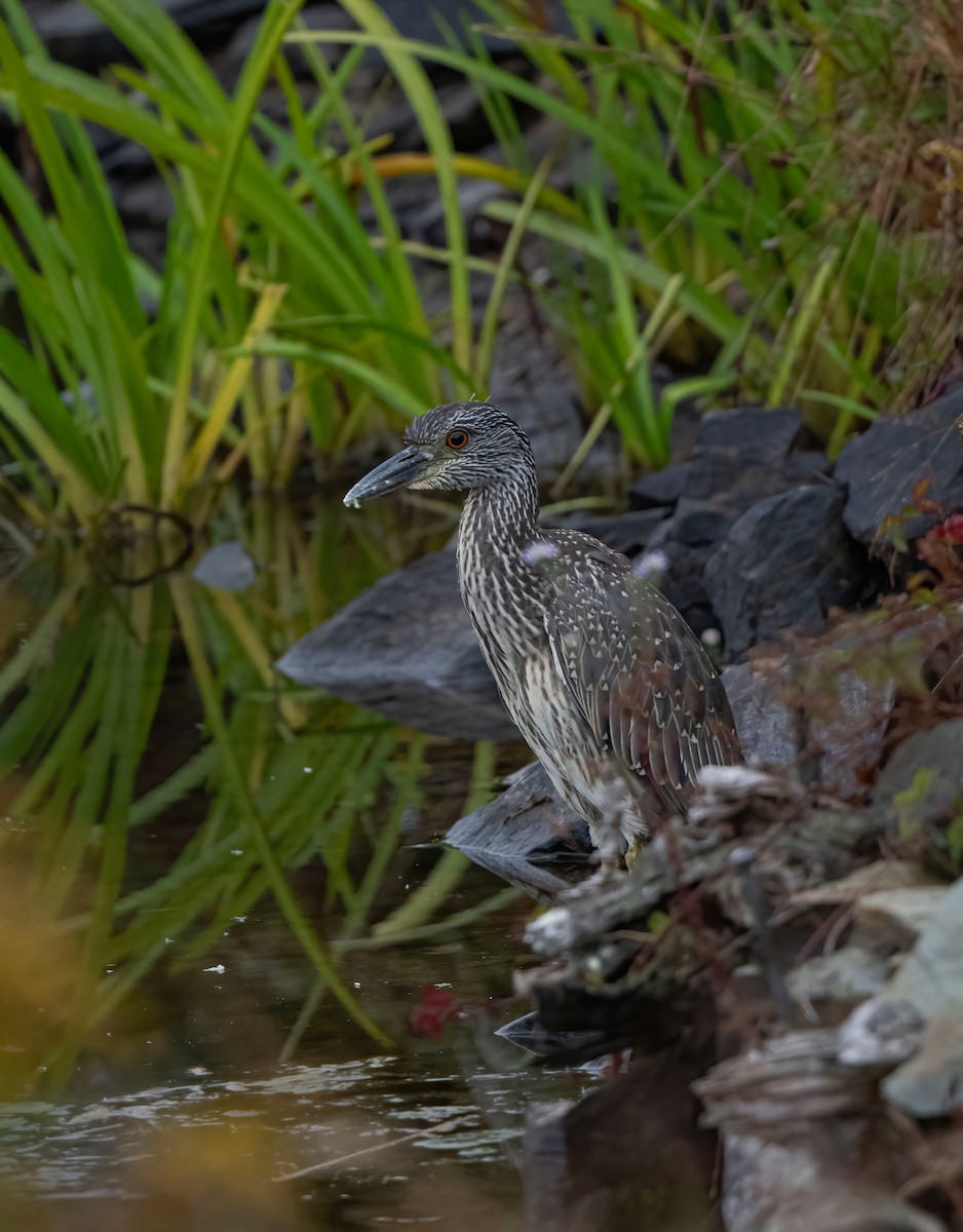 Yellow-crowned Night Heron - ML623939094