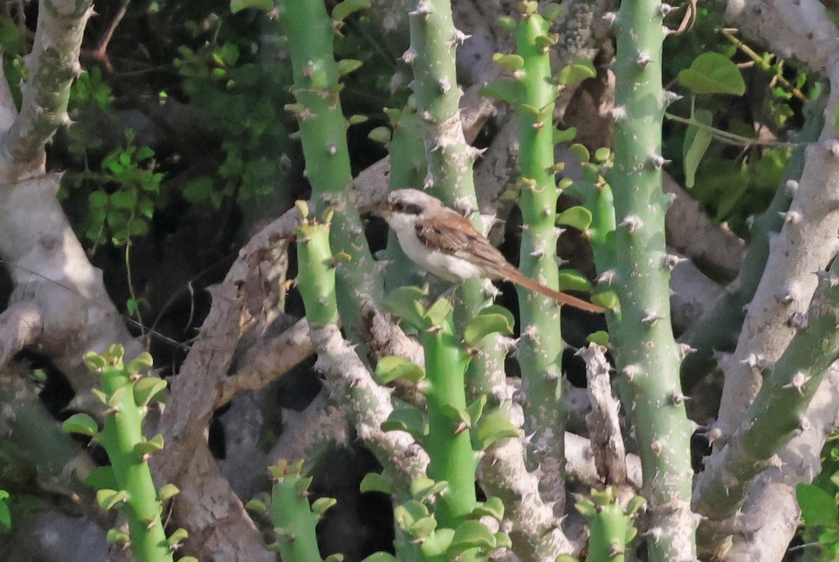 Bay-backed Shrike - ML623939097