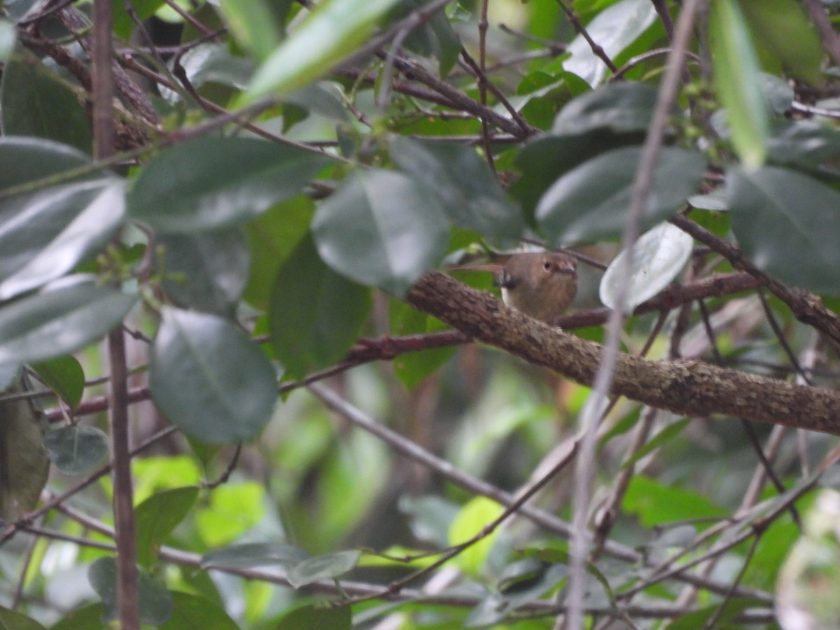 Tropical Scrubwren - ML623939107