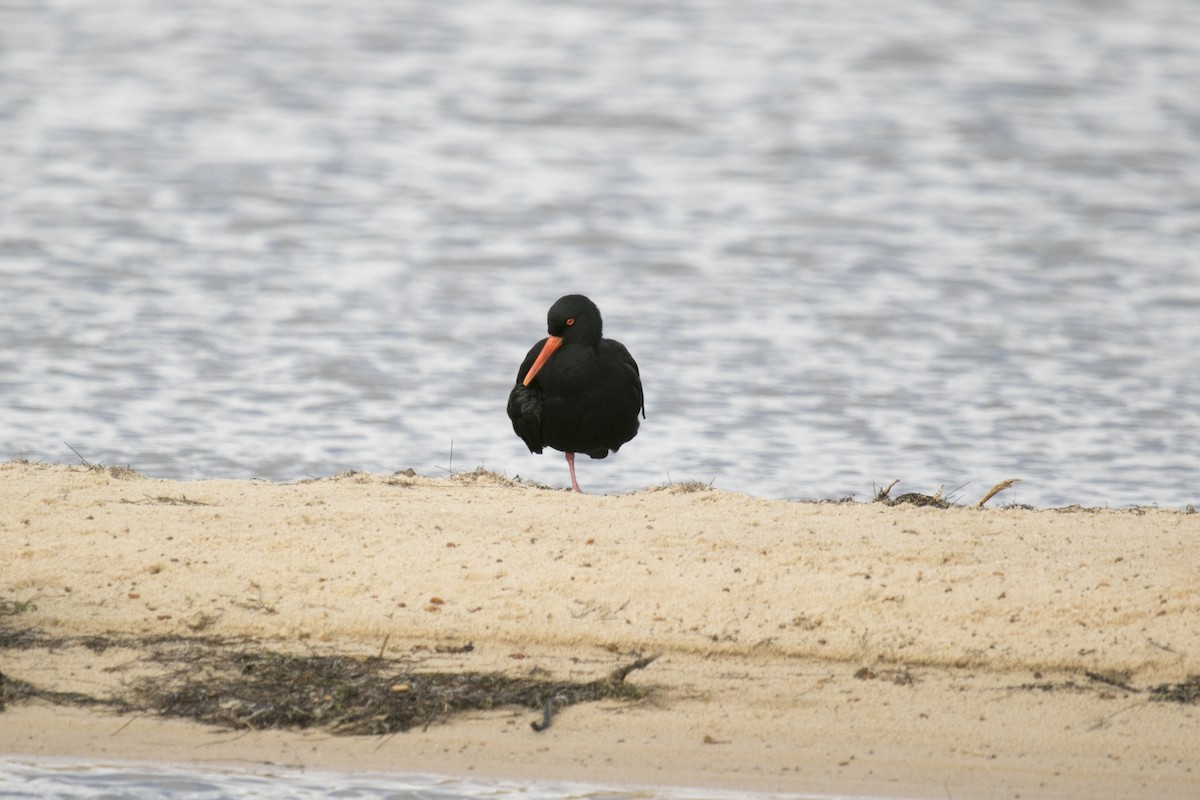 Sooty Oystercatcher - ML623939139