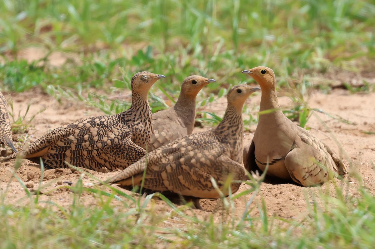 Chestnut-bellied Sandgrouse - ML623939147