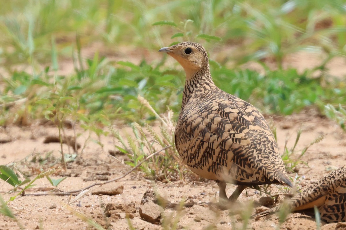 Chestnut-bellied Sandgrouse - ML623939148