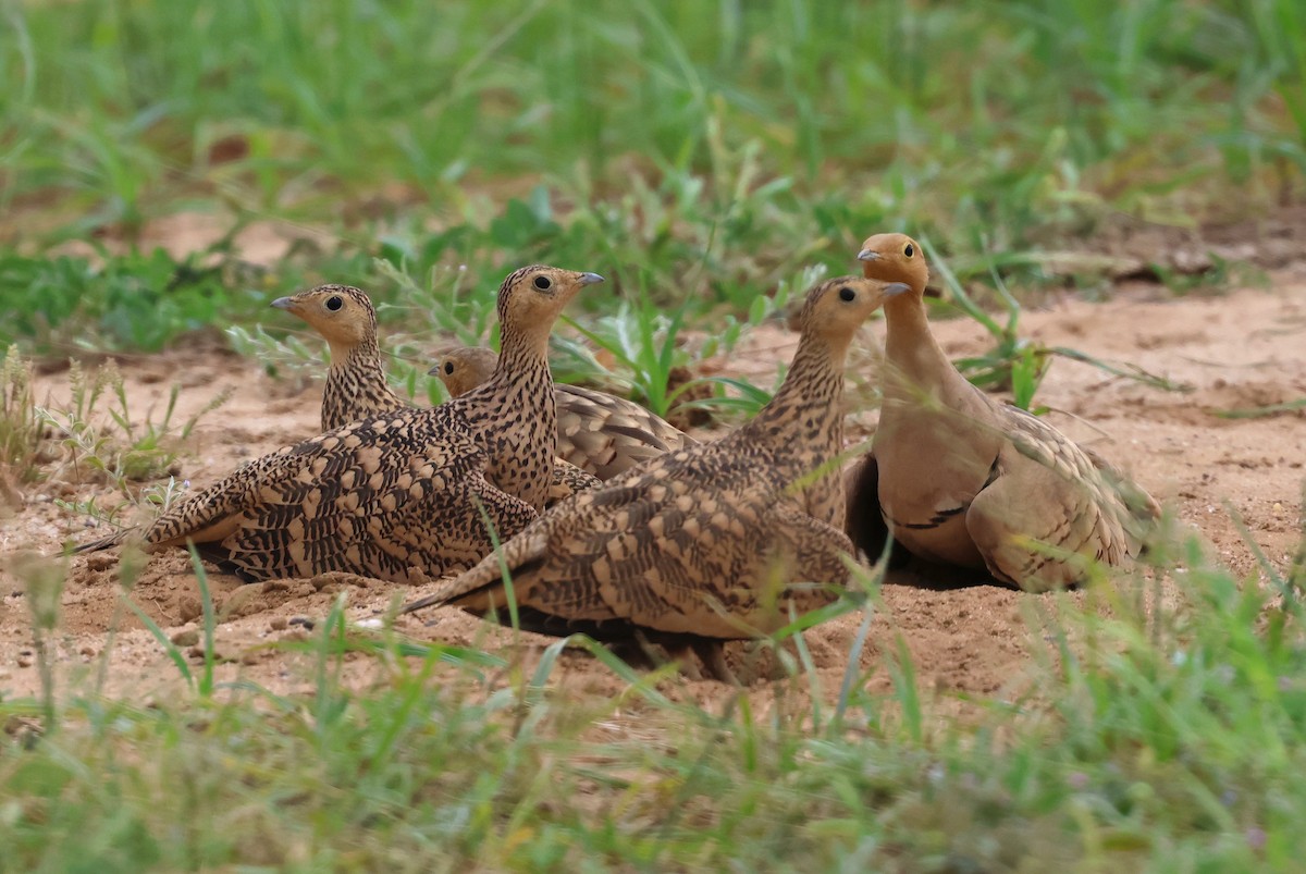 Chestnut-bellied Sandgrouse - ML623939149