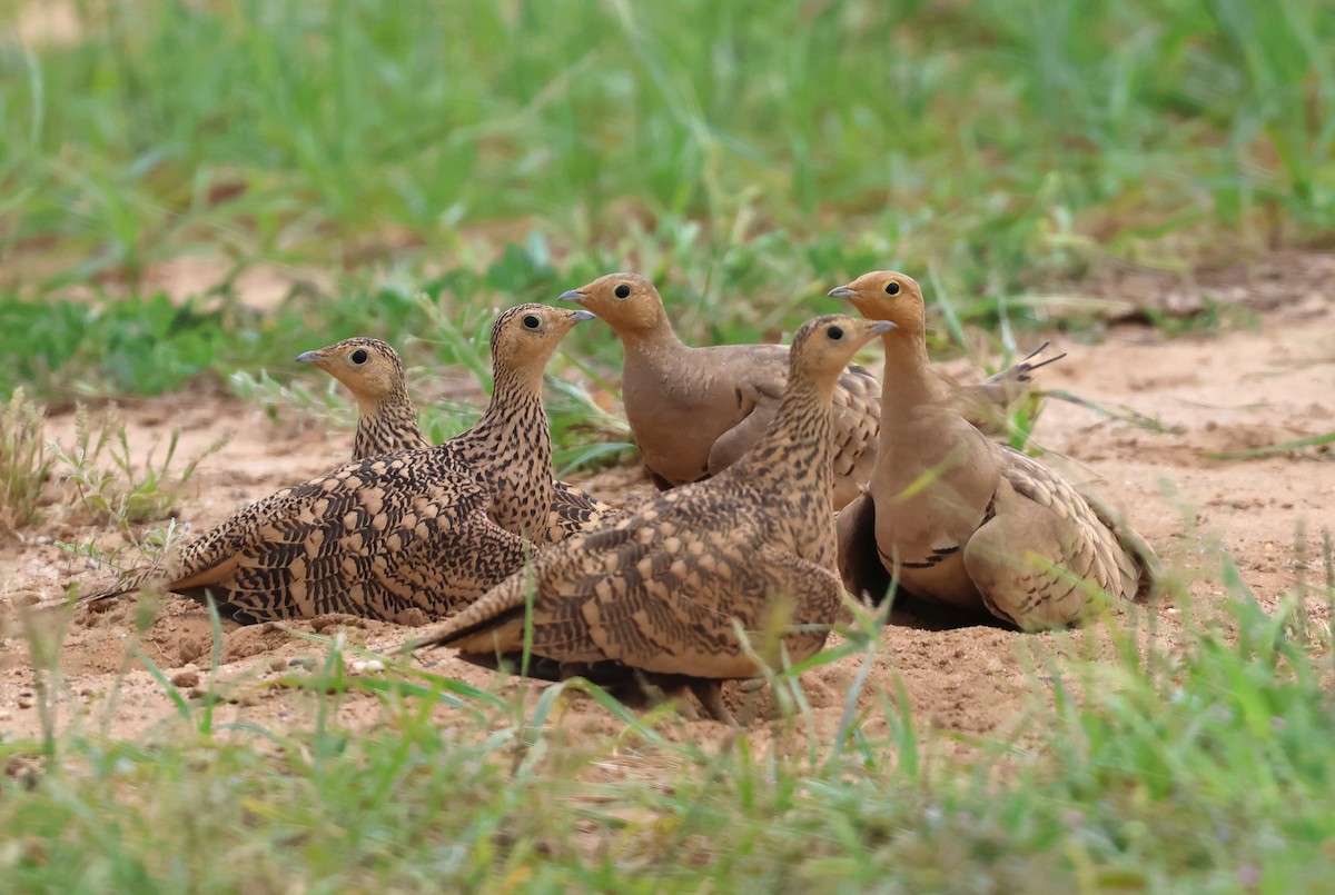 Chestnut-bellied Sandgrouse - ML623939150