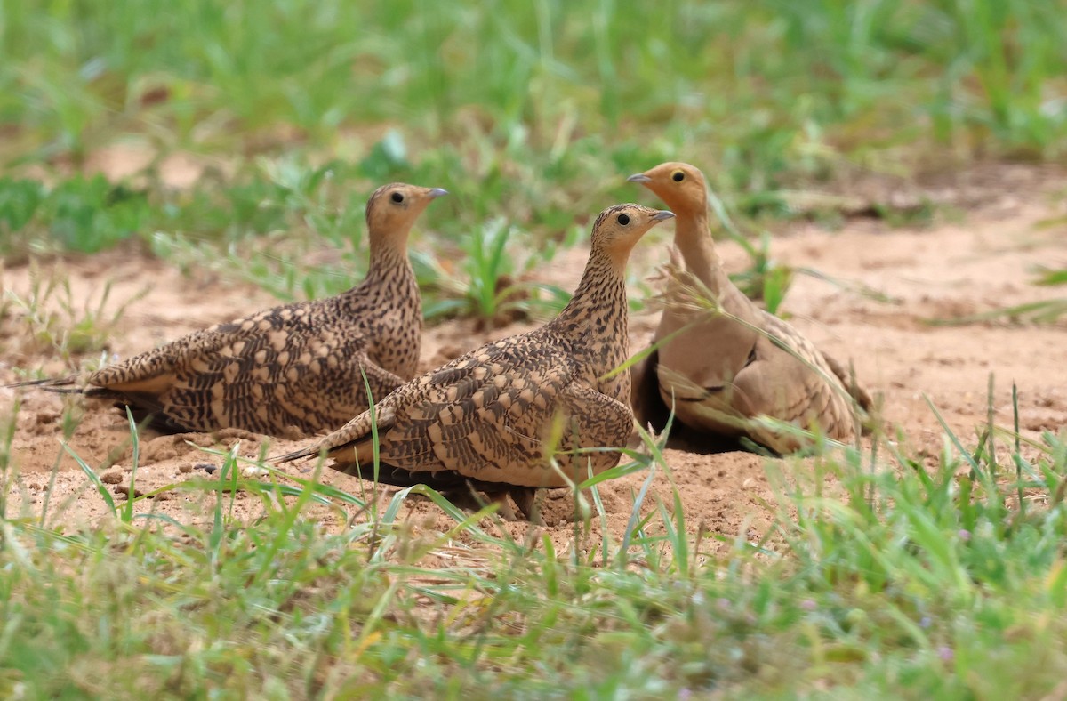 Chestnut-bellied Sandgrouse - ML623939151