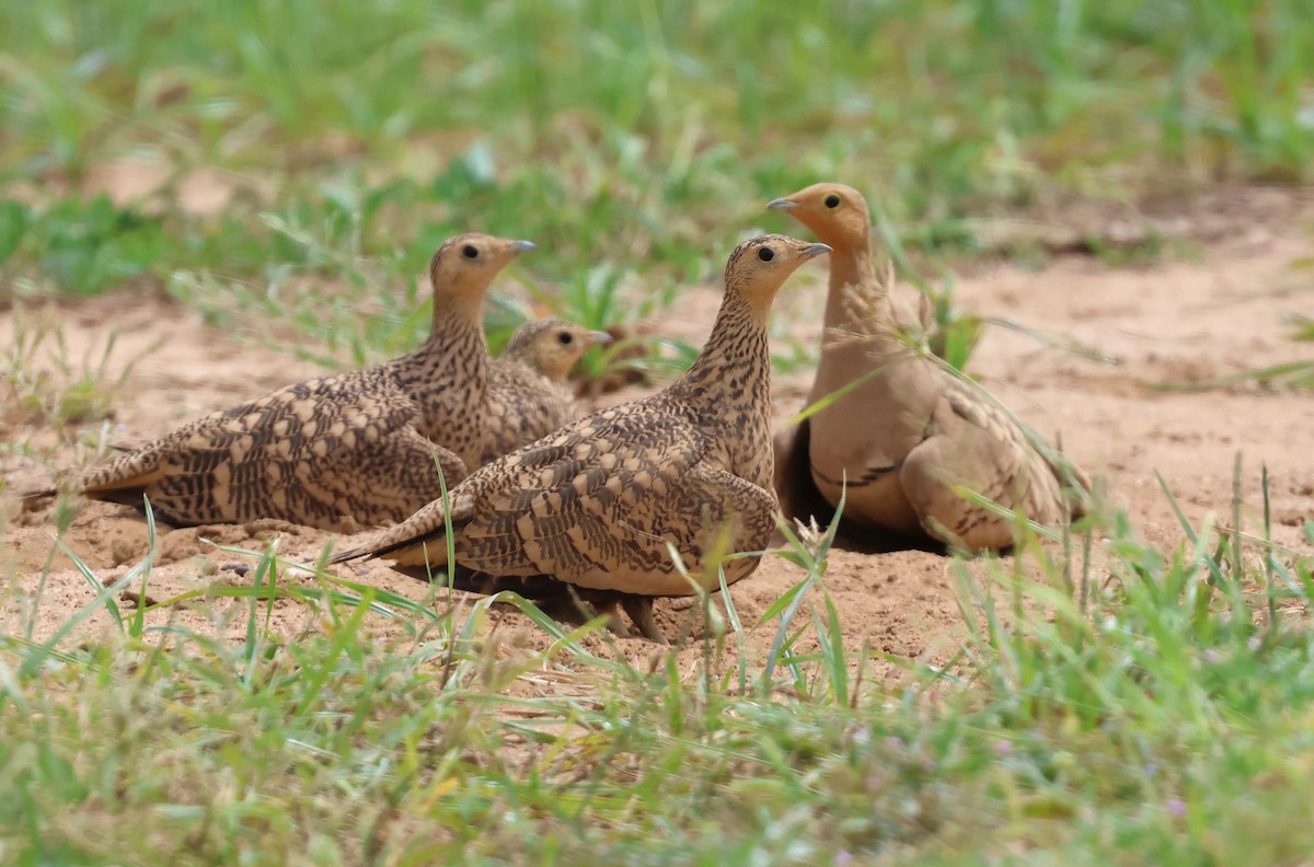 Chestnut-bellied Sandgrouse - ML623939152