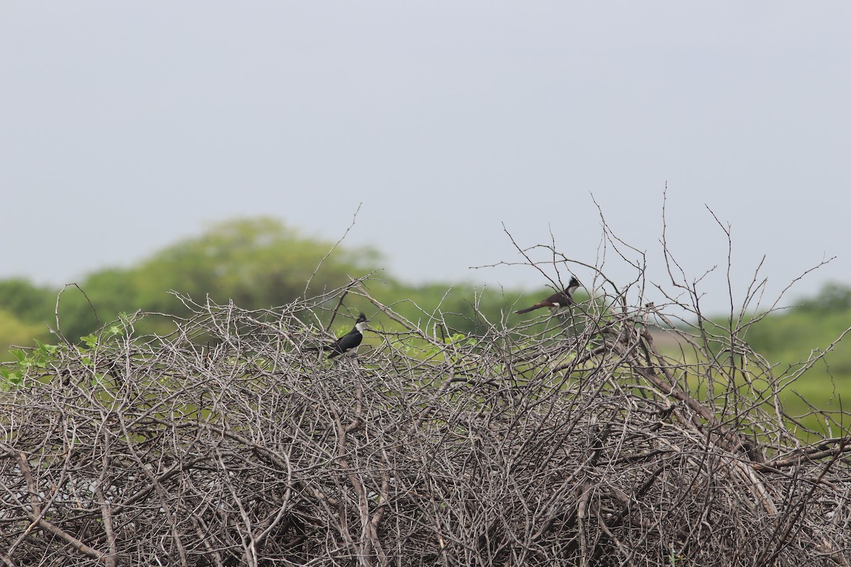 Pied Cuckoo - ML623939174