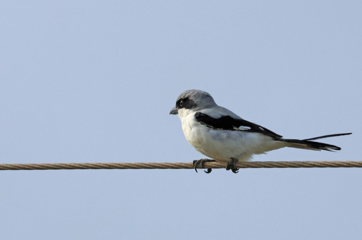 Great Gray Shrike - PANKAJ GUPTA