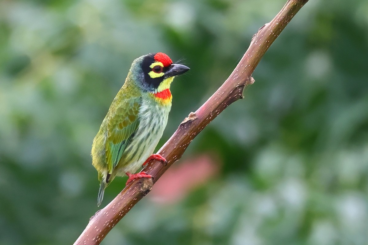 Coppersmith Barbet - ML623939206