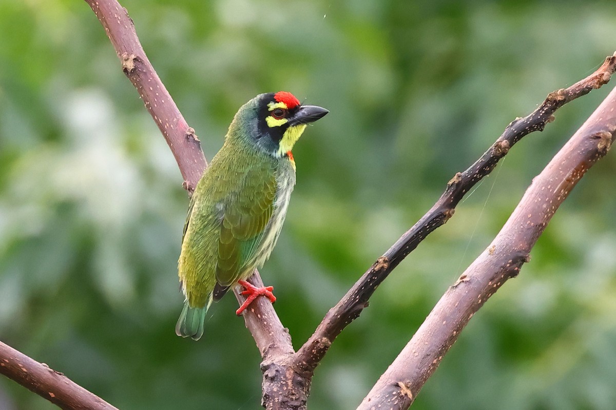 Coppersmith Barbet - ML623939208