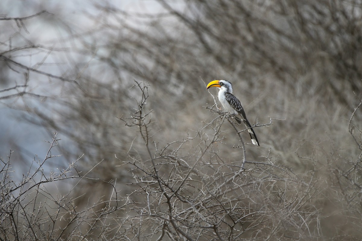 Eastern Yellow-billed Hornbill - ML623939210