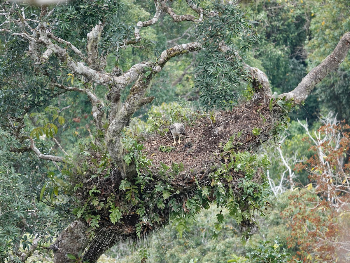 New Guinea Eagle - Whitney Mortimer