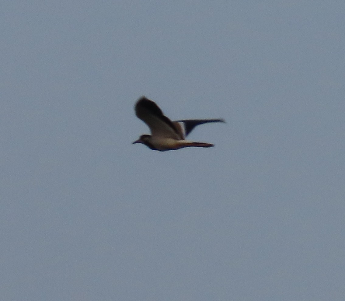 Red-wattled Lapwing - ML623939233