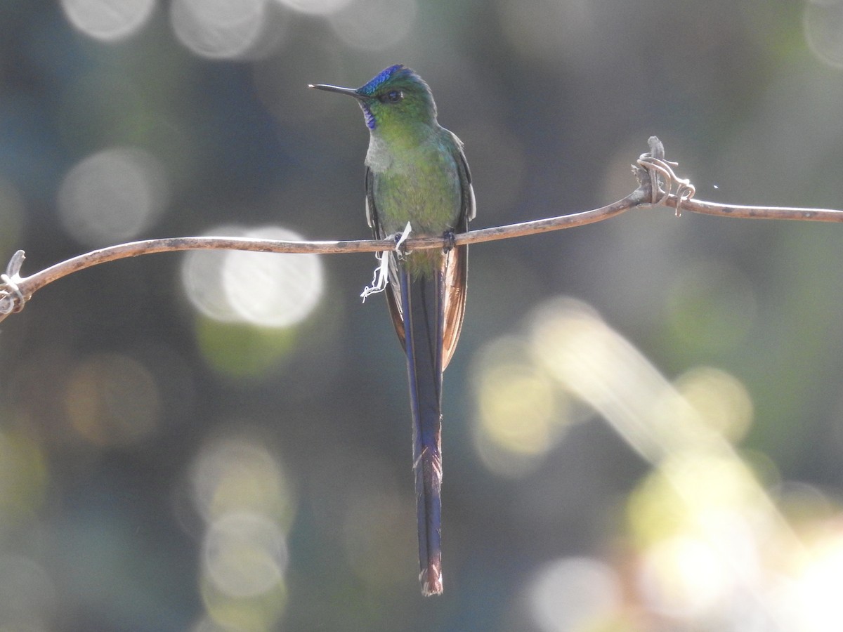 Long-tailed Sylph - ML623939234