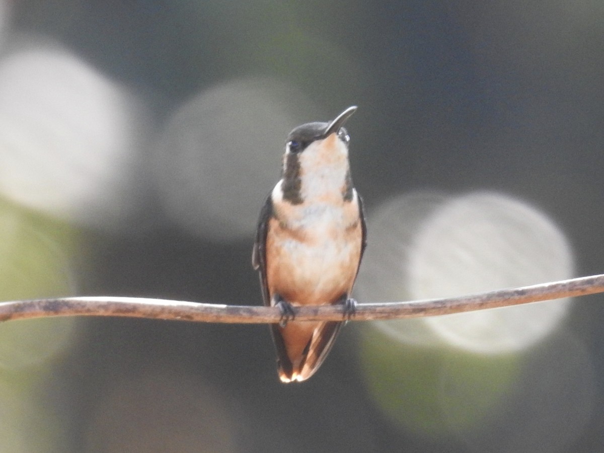 White-bellied Woodstar - ML623939243