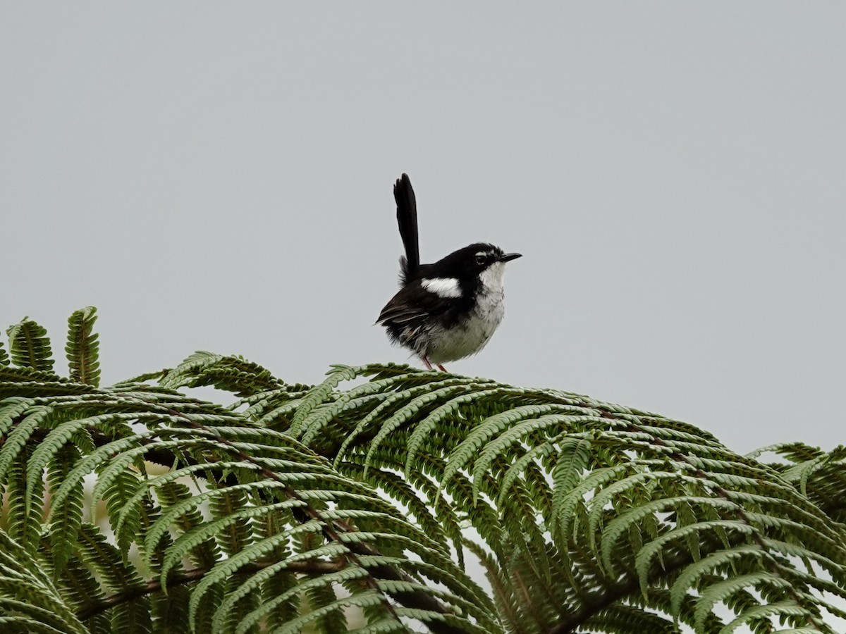 White-shouldered Fairywren - ML623939251