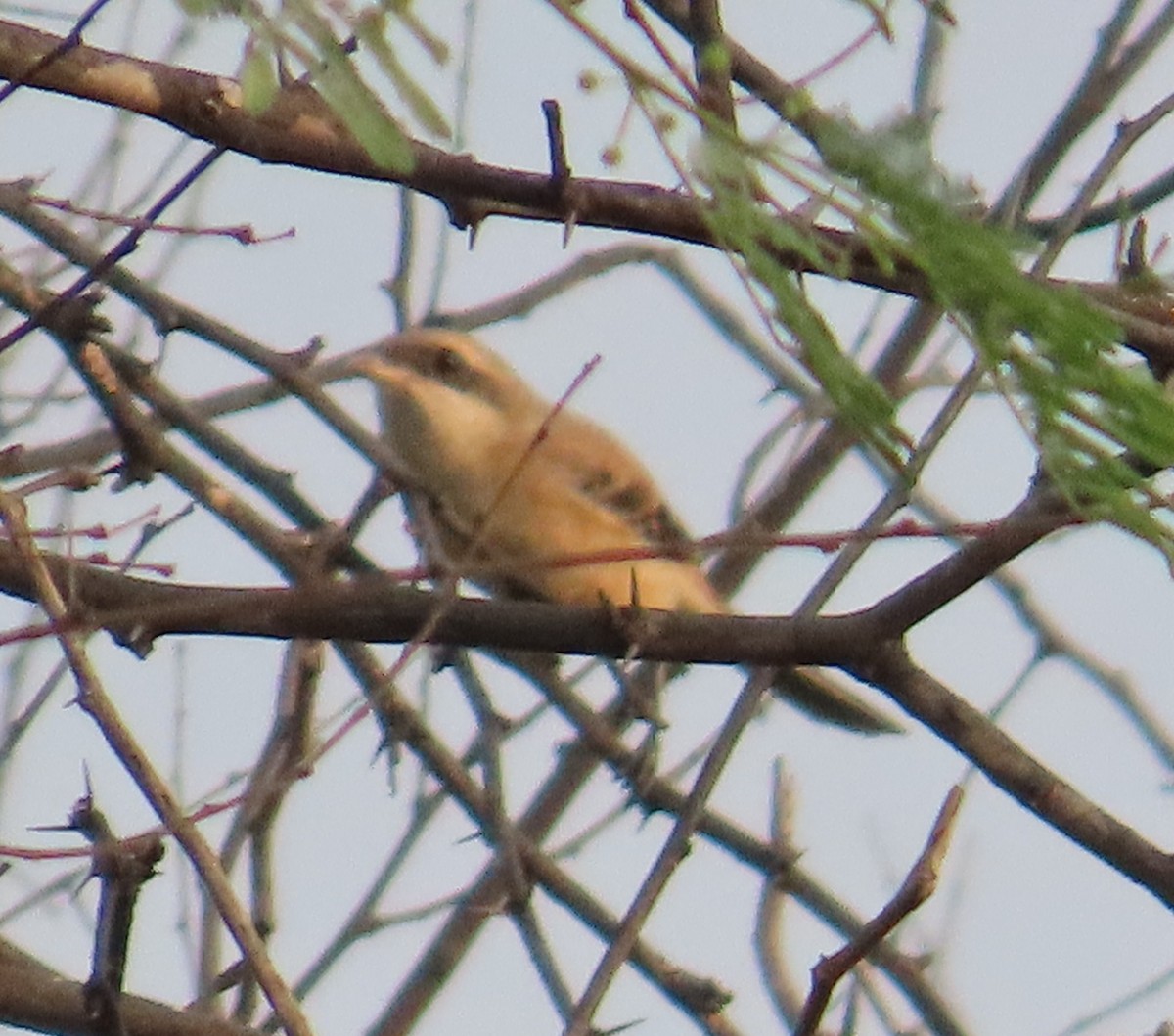 Bay-backed Shrike - ML623939252