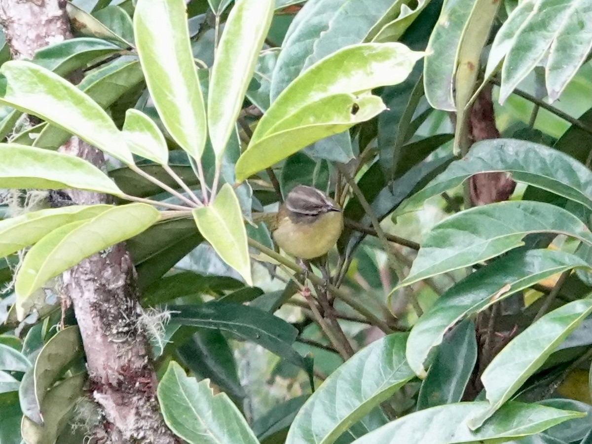 Island Leaf Warbler (New Guinea) - ML623939264